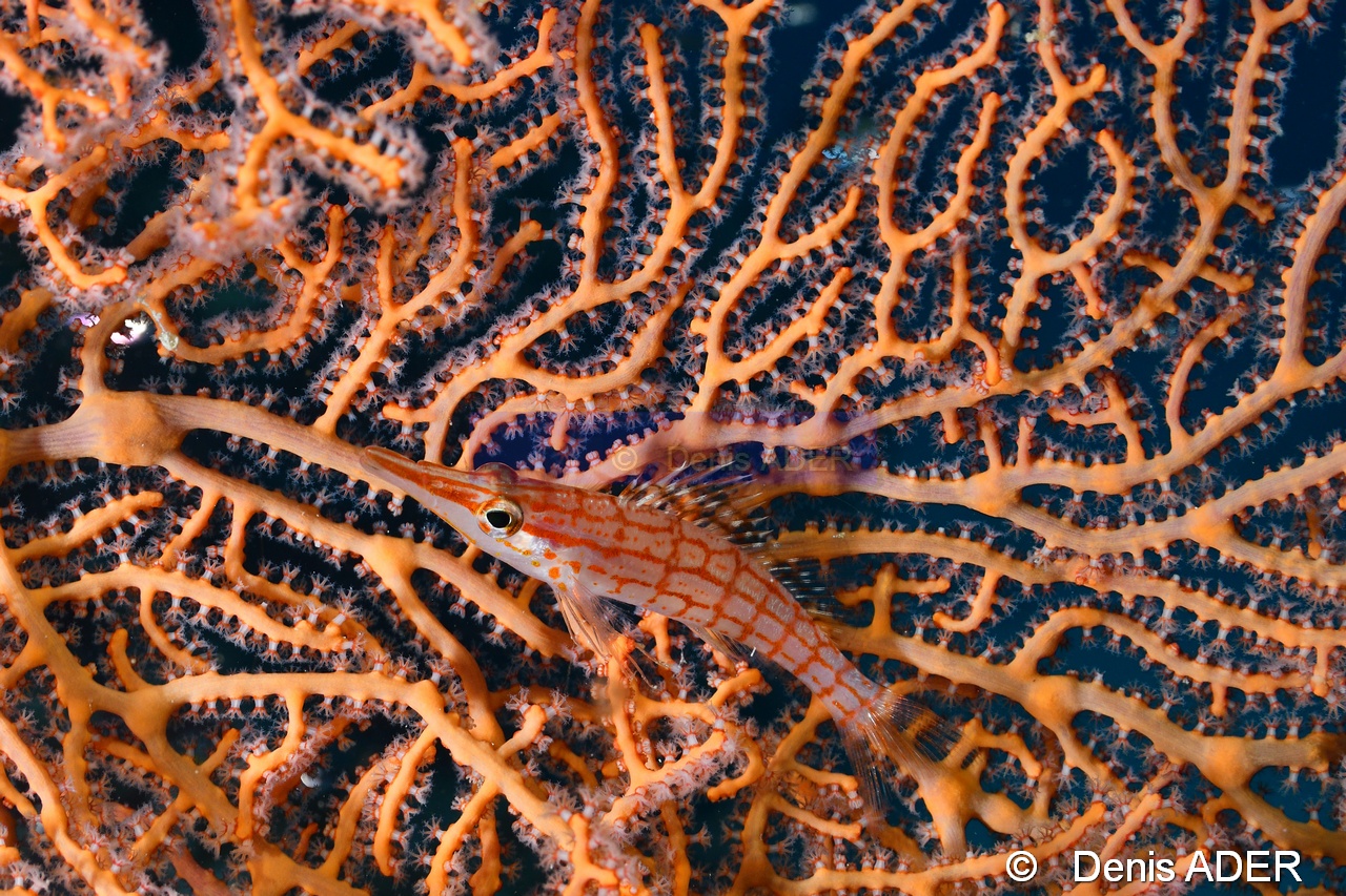 Oxycirrhites typus Melithaea-sp2-Moga Channel Balise-30m-20180529-Denis-ADER-DSC_1669_tn.jpg